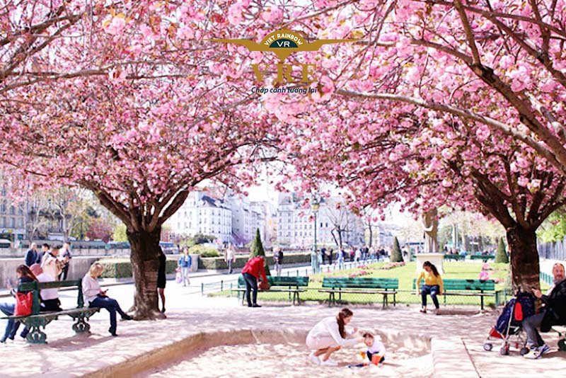 Chiêm ngưỡng mùa hoa anh đào nở tại Hàn Quốc kỳ tháng 3